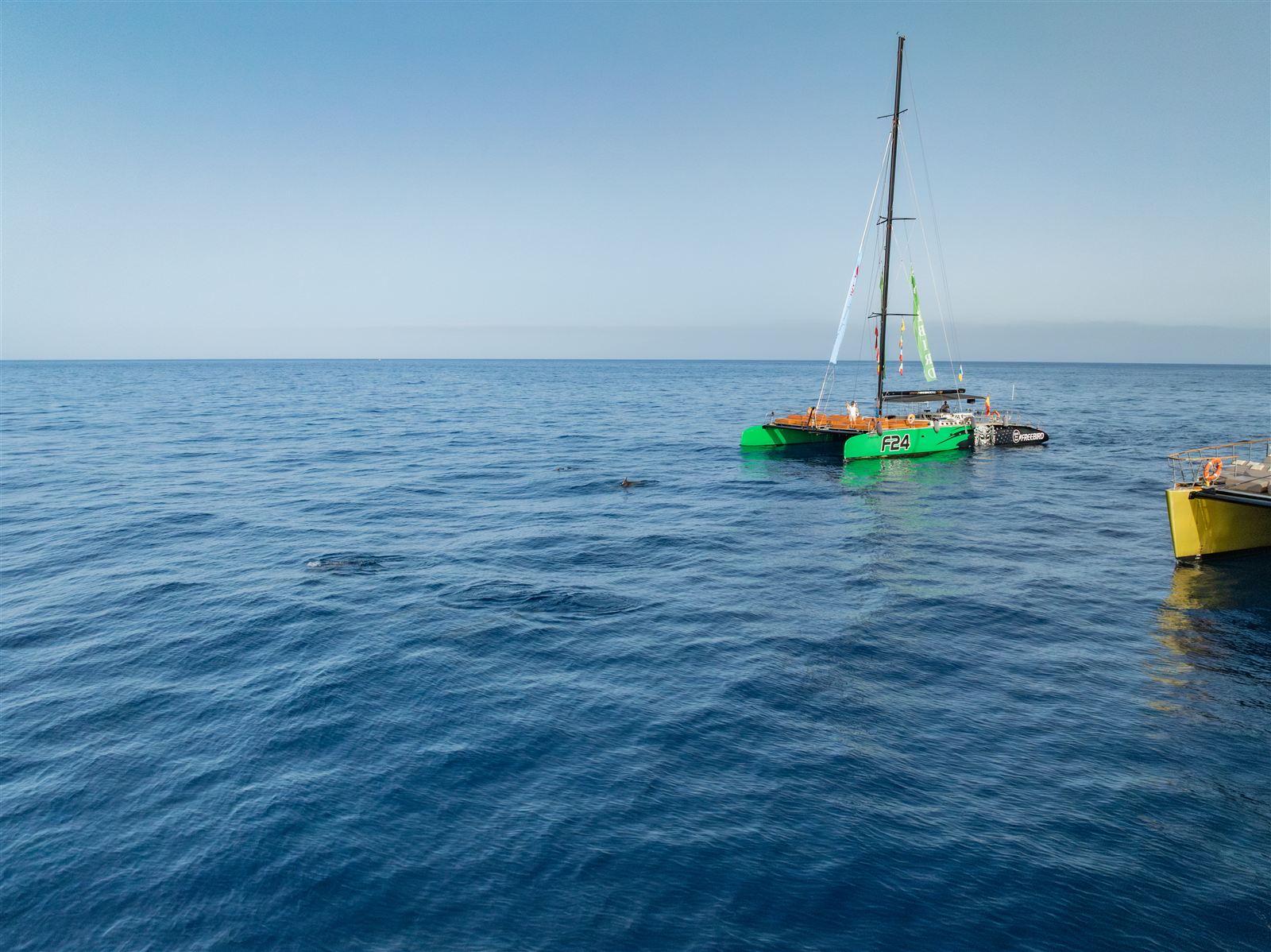 Whale Watching 7