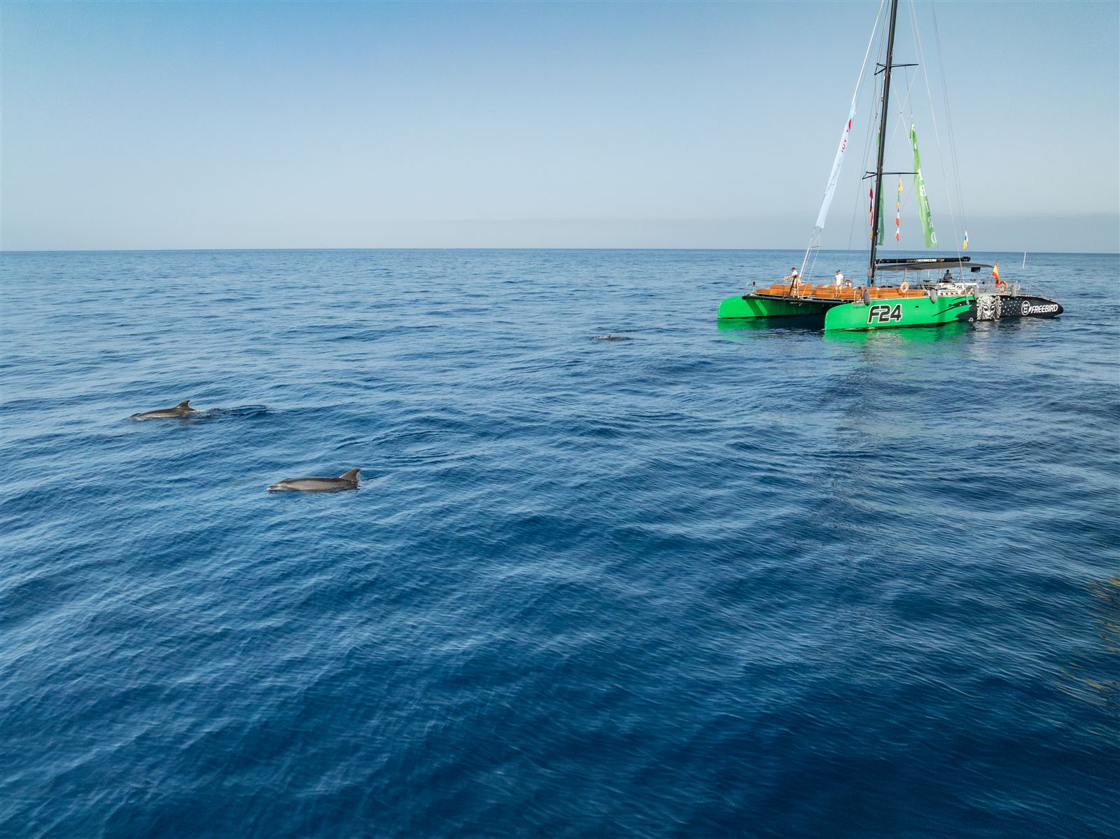 Whale Watching 8