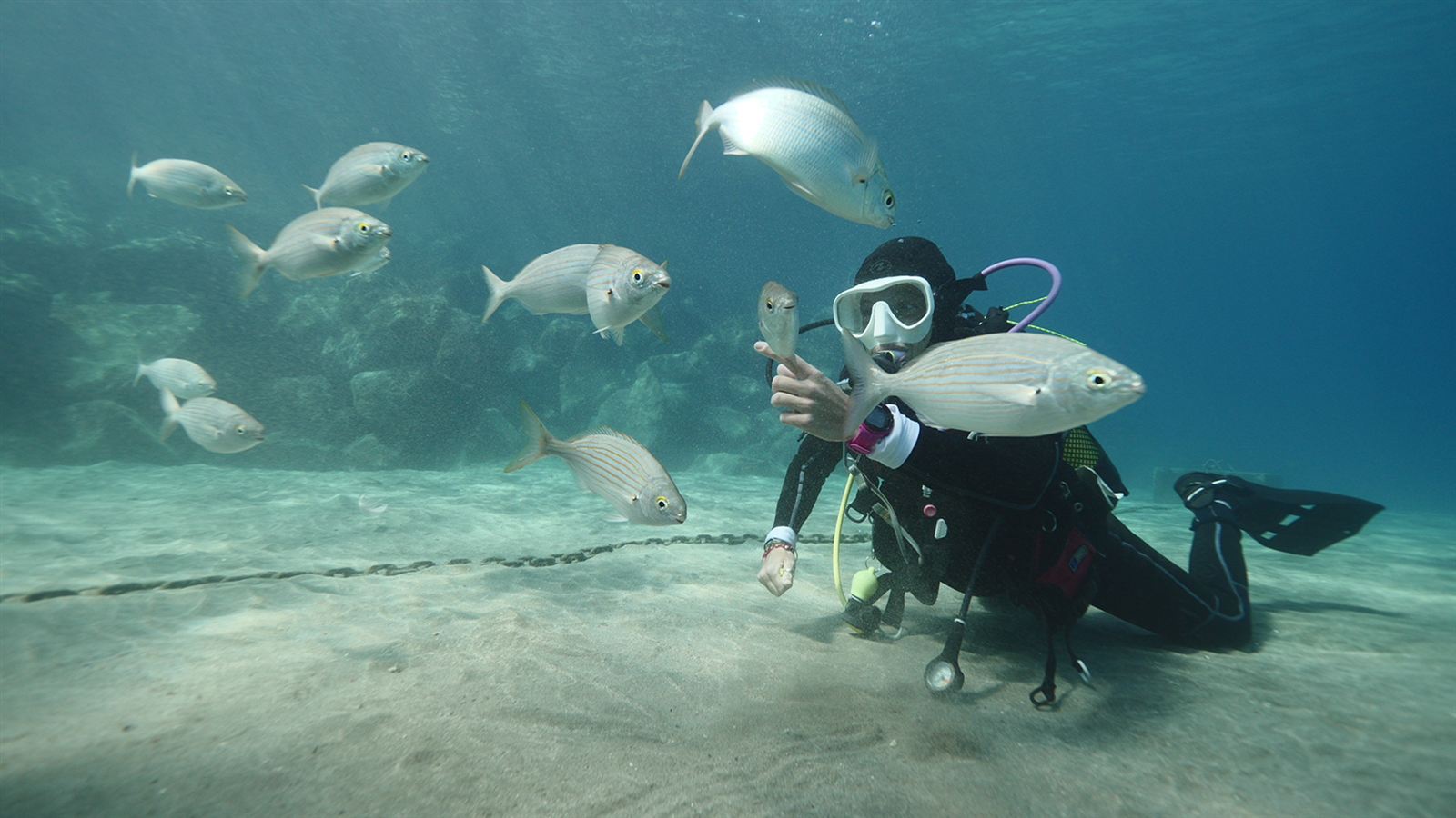 Diving 2