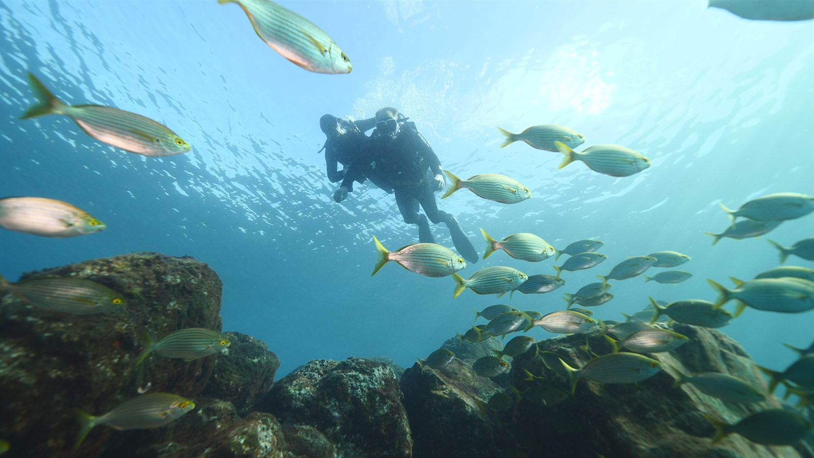 Diving 12