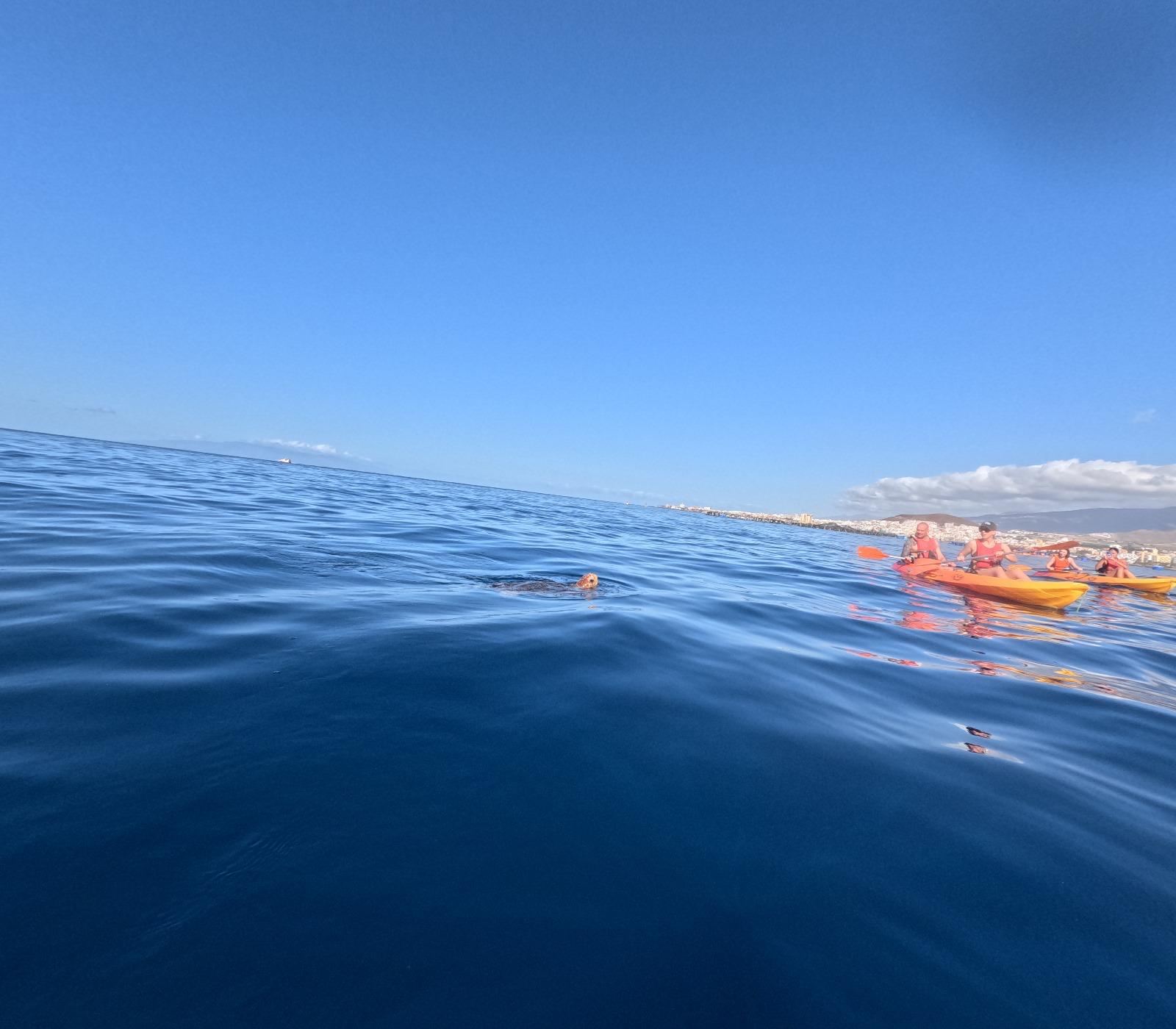 Kayak 8